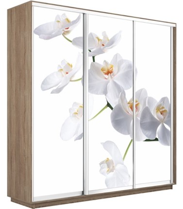 Шкаф 3-дверный Экспресс 2400х600х2400, Орхидея белая/дуб сонома в Новосибирске - изображение